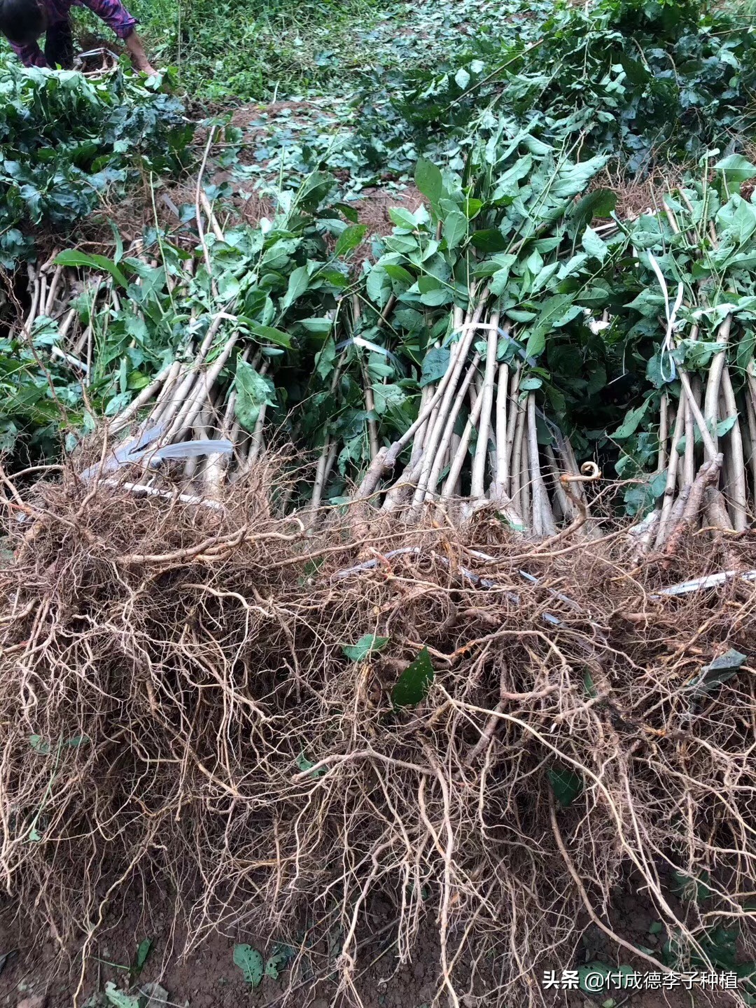 新疆种植什么水果前景好,种植什么水果前景好