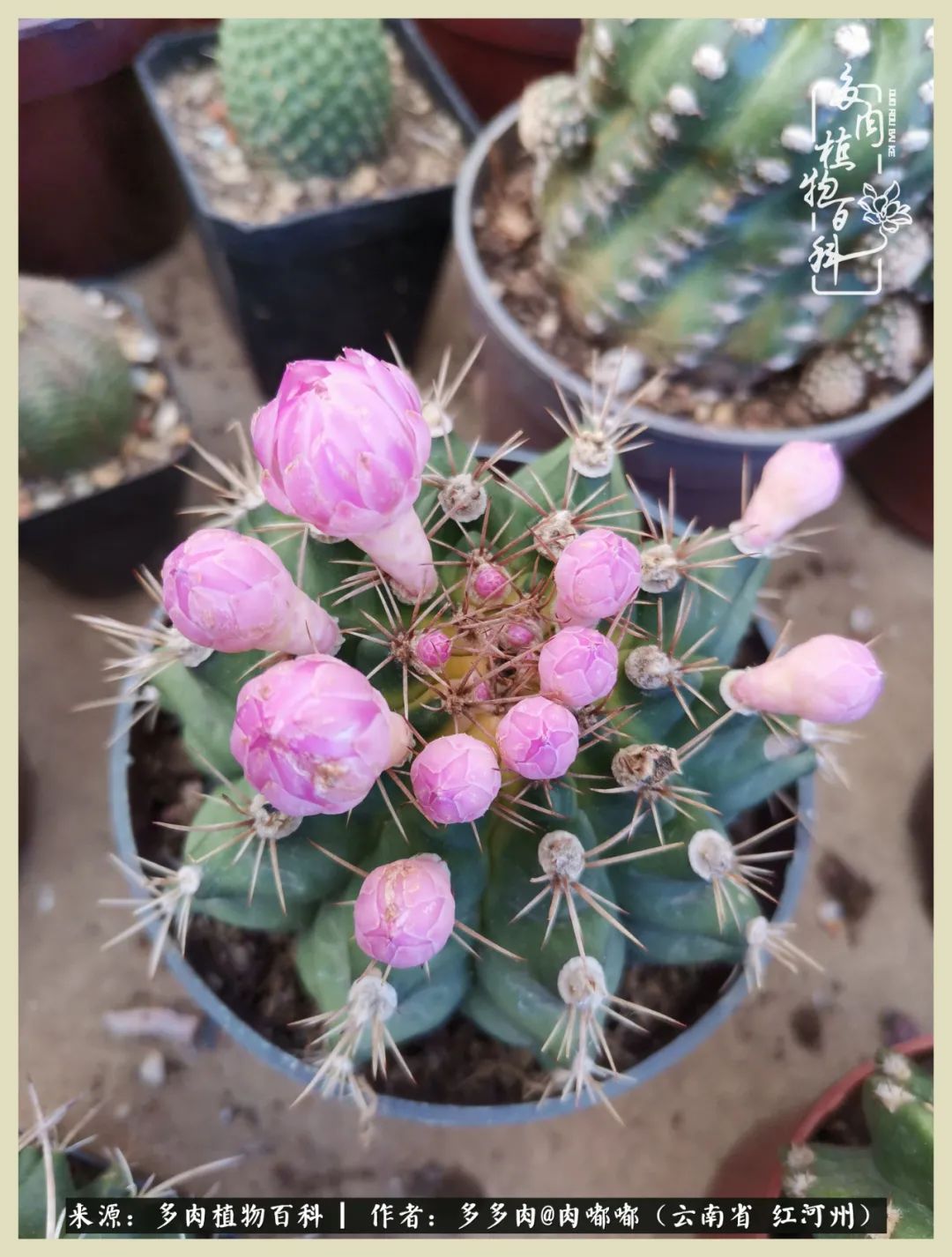 这个春天我们一起去赏花,这个季节我们一起去看花