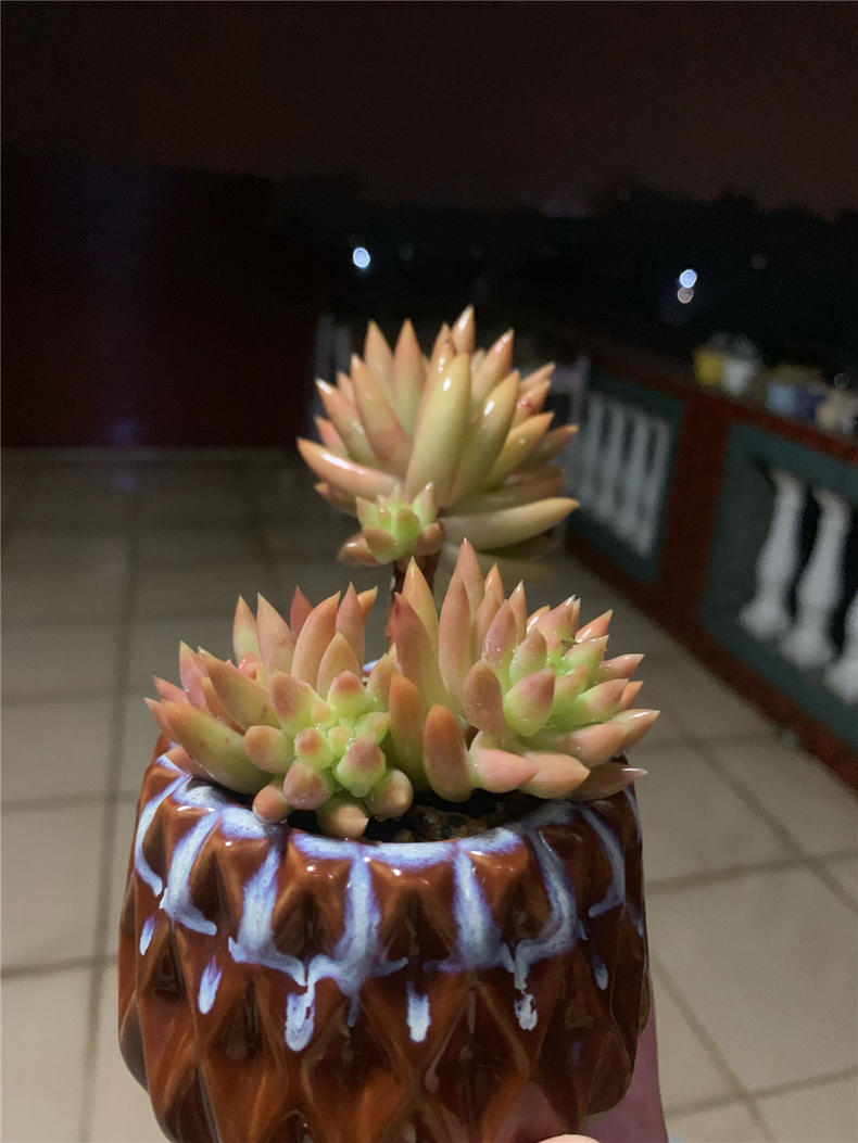 养多肉千佛手,注意三个关键点,长势大好