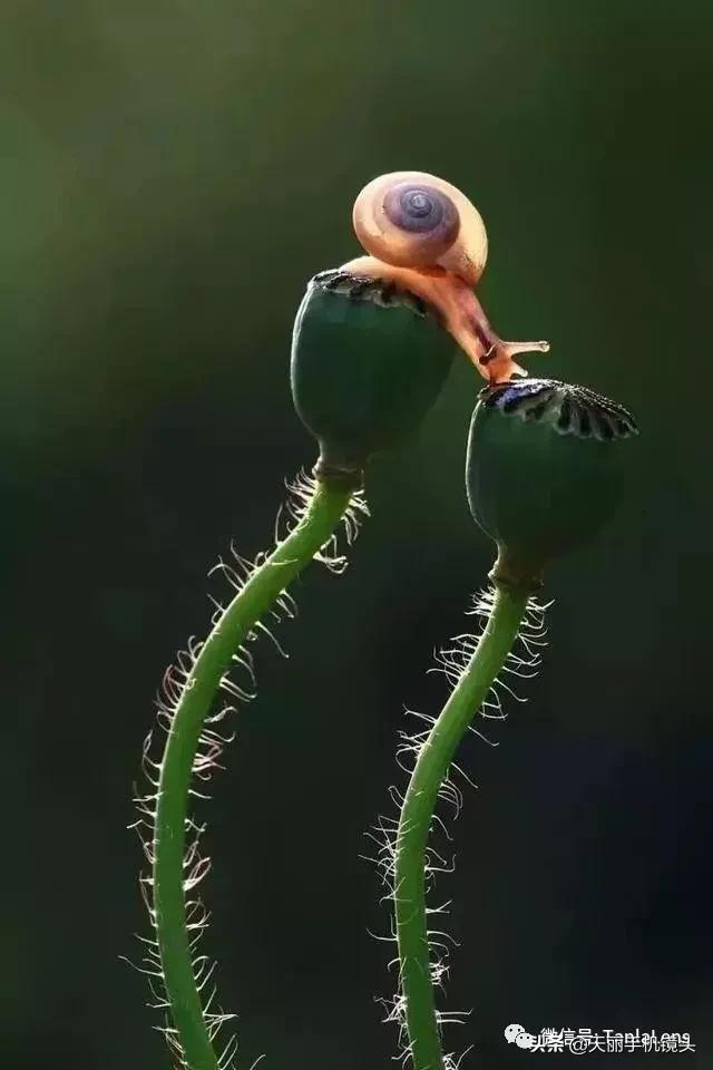 天丽摄影作品集,天丽镜头视频完整版