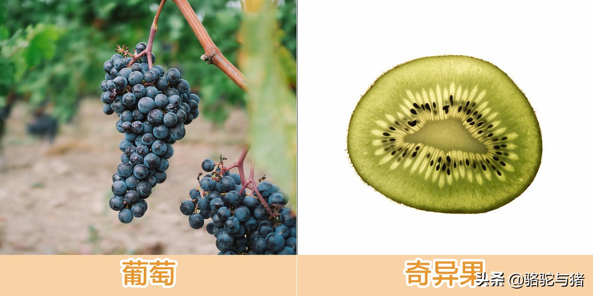 苹果果核里有氰化物,果核含氰