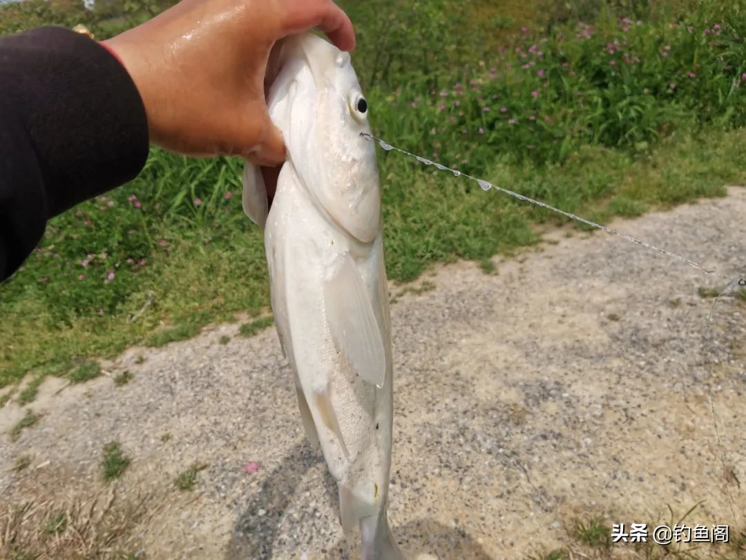 上鱼时正确的提竿方法,硬竿如何提鱼才不会跑鱼