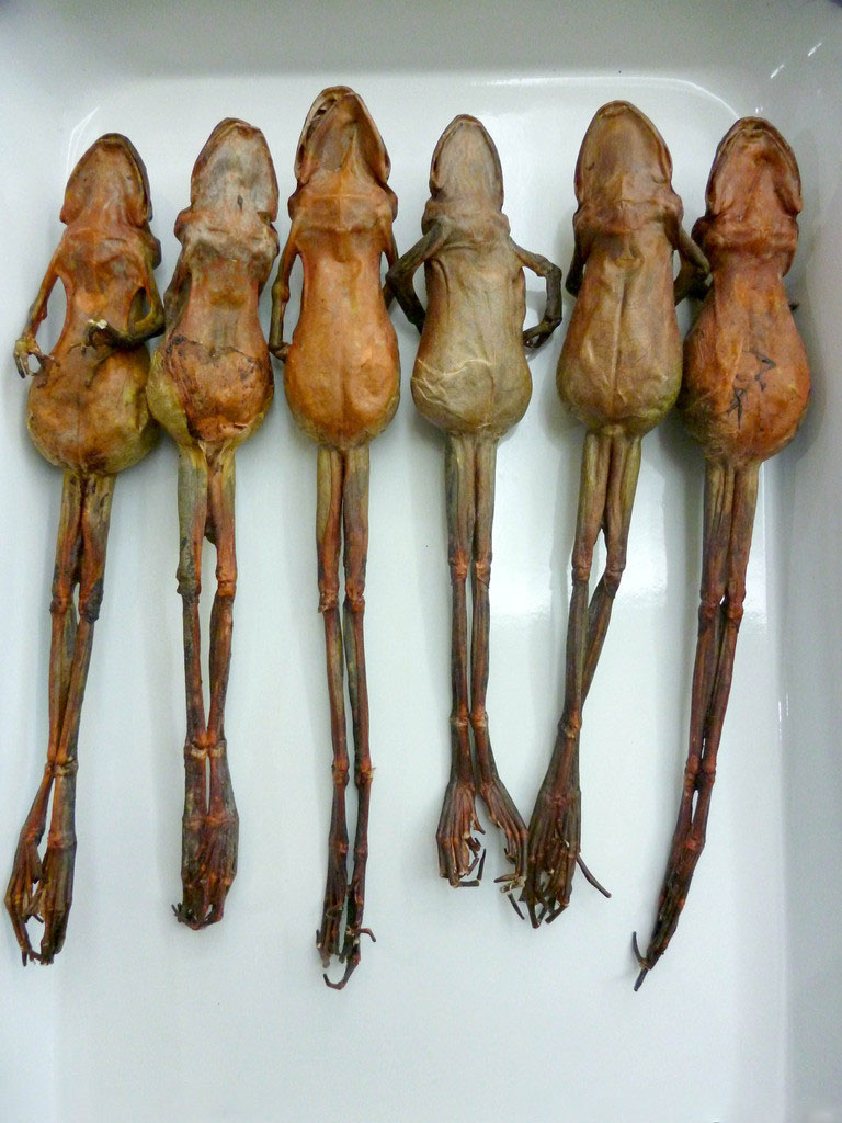 纯天然雪蛤图片,东北雪蛤红肚皮和黄肚皮