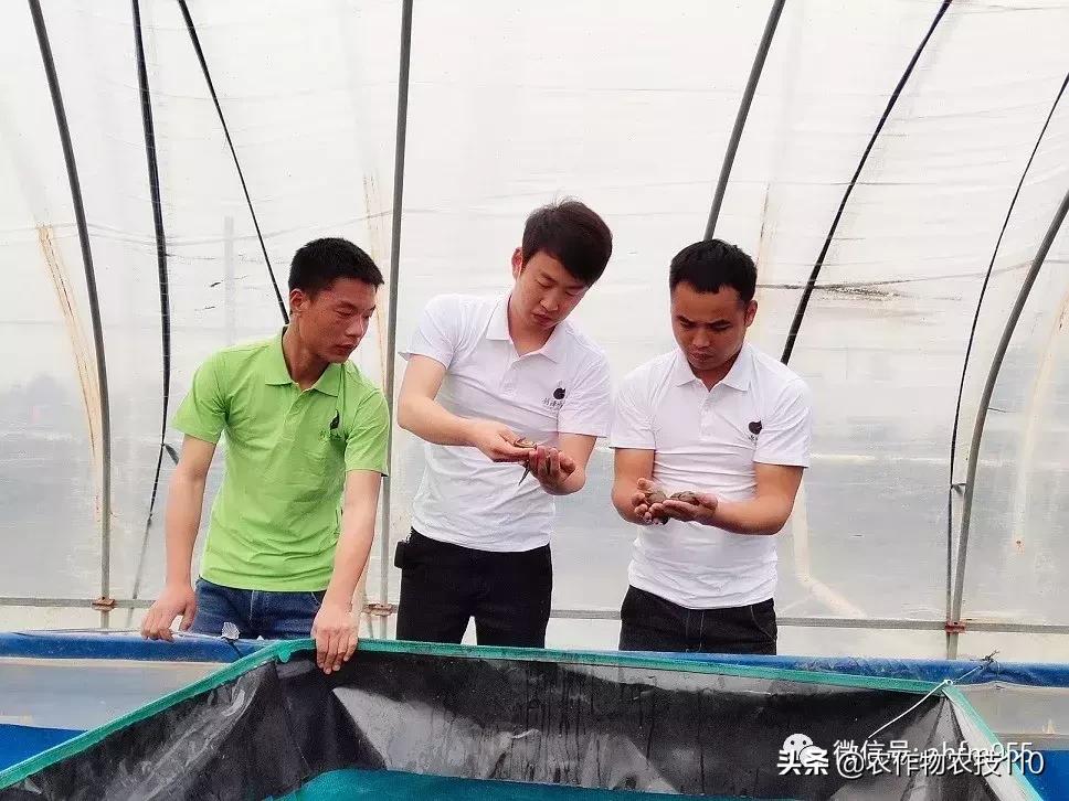 【955·创富好青年】安徽水蛭养殖第一人王邦神