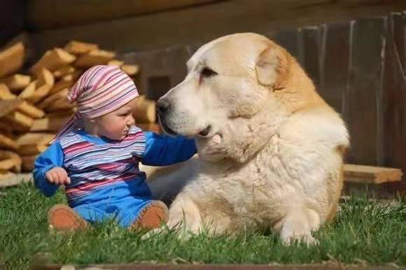 无敌的中亚牧羊犬,俄罗斯中亚牧羊犬守护羊群