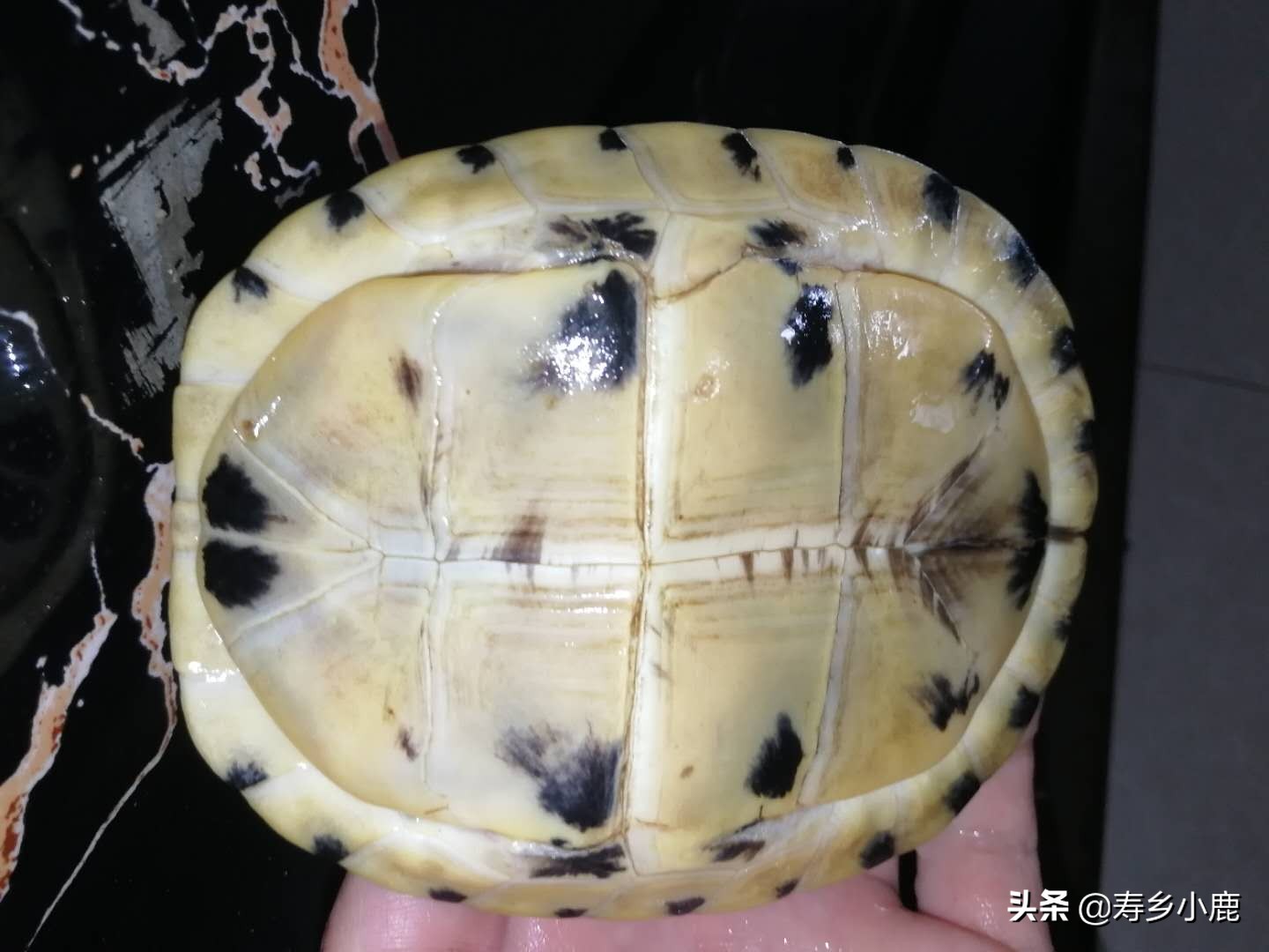 乌龟长途运输到家怎么处理,乌龟收到货后怎么办