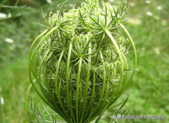 蛇床子的功效与作用及图片,蛇床子的功效和作用是什么