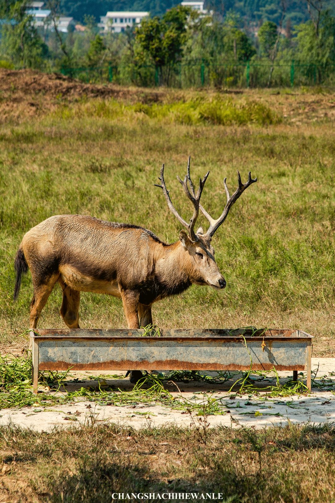 秋天的沙湖美不胜收,洋沙湖旅游