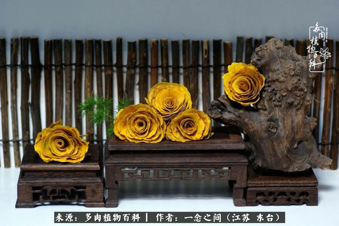 一见多肉误终生,一见多肉误终生从此入了养花坑