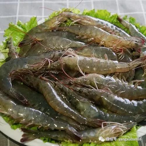 养殖塘口地笼抓虾放什么诱饵,养殖虾怎么提高存活率