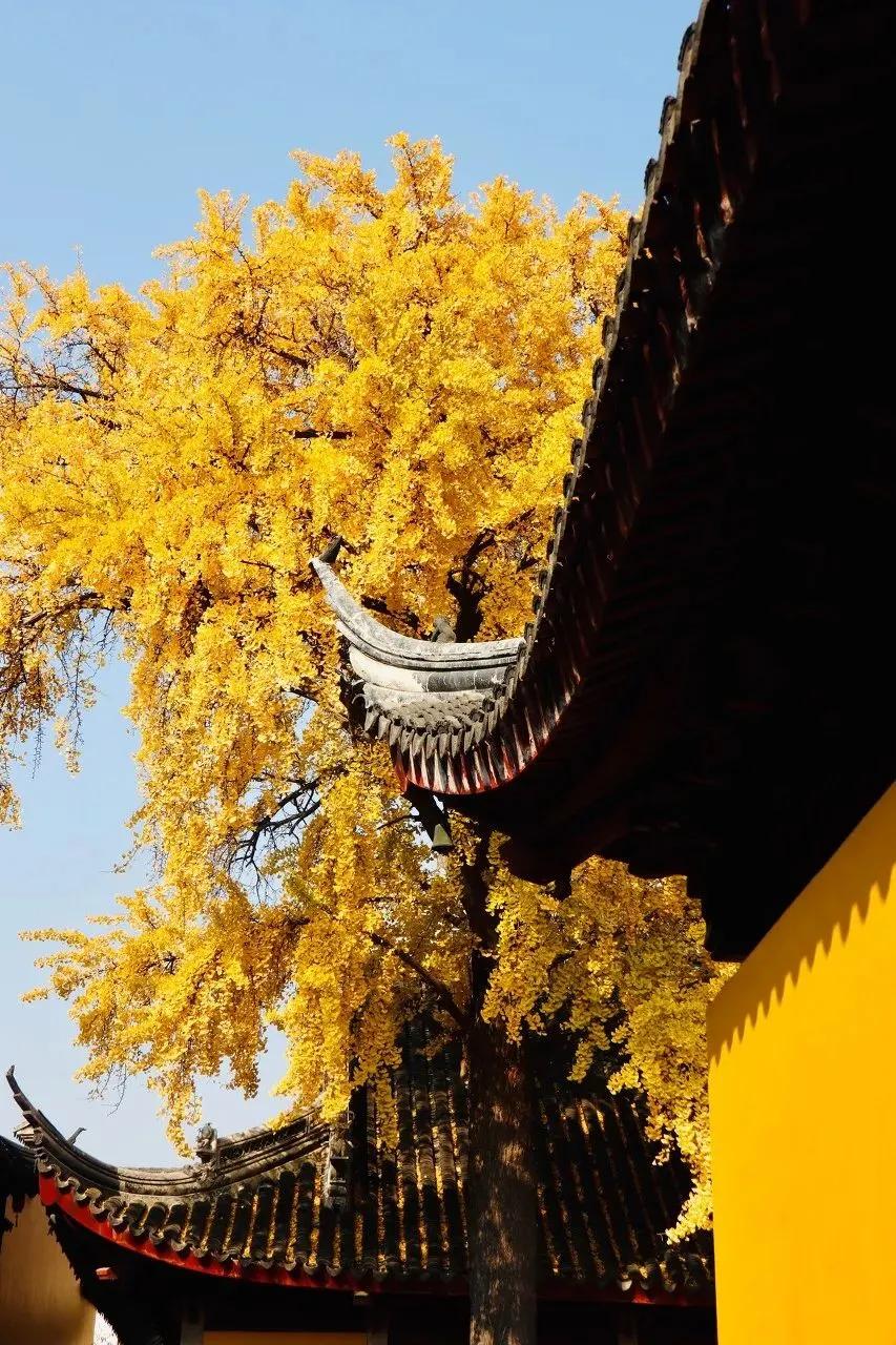 枫叶租车扬州东站店,枫叶租车苏州站店