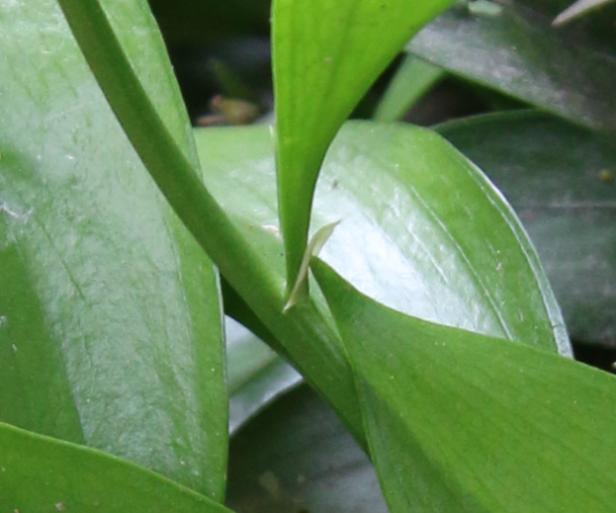 长着叶的模样，干着叶的活，为什么不给它叶的名分