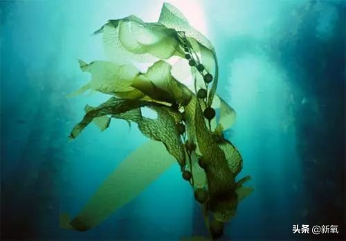 柳岩代言二裂酵母面膜,柳岩推荐的v脸面膜