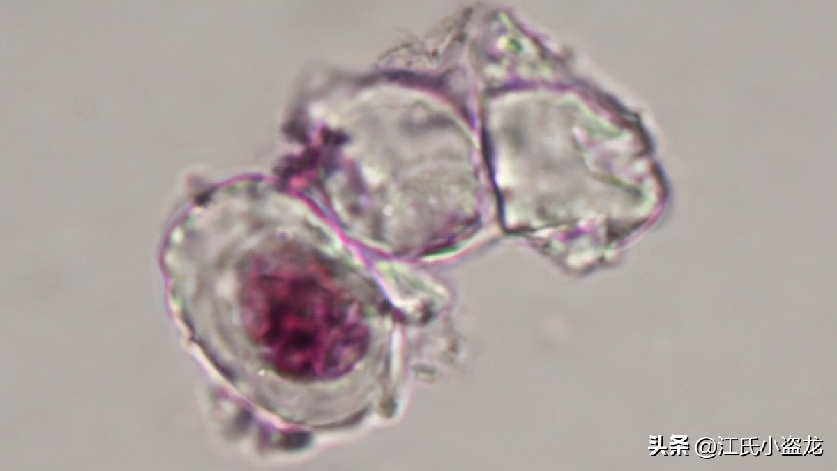 中国科学家揭秘恐龙皮肤化石,科学家用恐龙化石克隆出一只恐龙