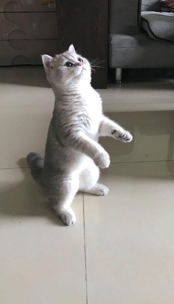 刚买的猫咪就得了猫瘟,每天花费1000?如何选择健康猫咪?