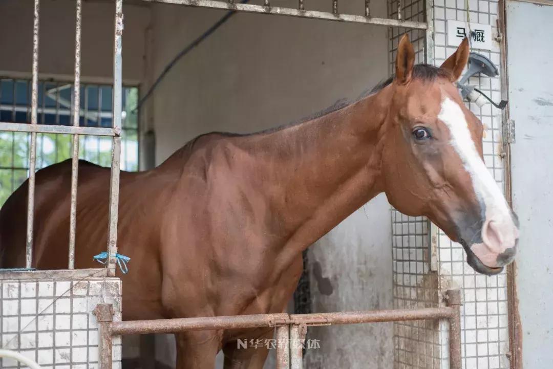 深圳养牛的真实经历,广东养牛的现状