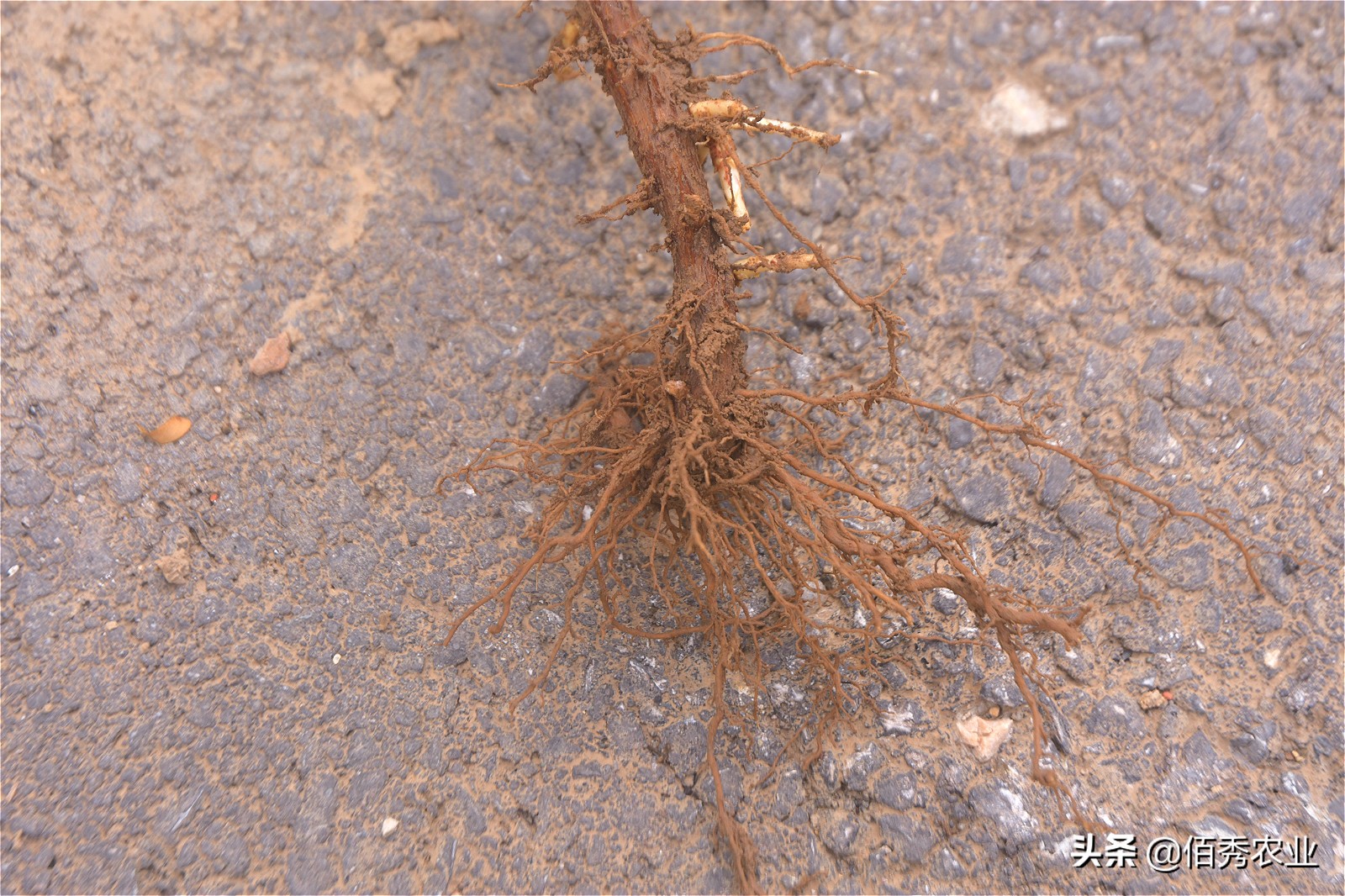 刚买回的菊花叶子发黄怎样养护,药材菊花种植