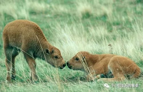 印第安人狩猎美洲野牛,美洲野牛印第安人