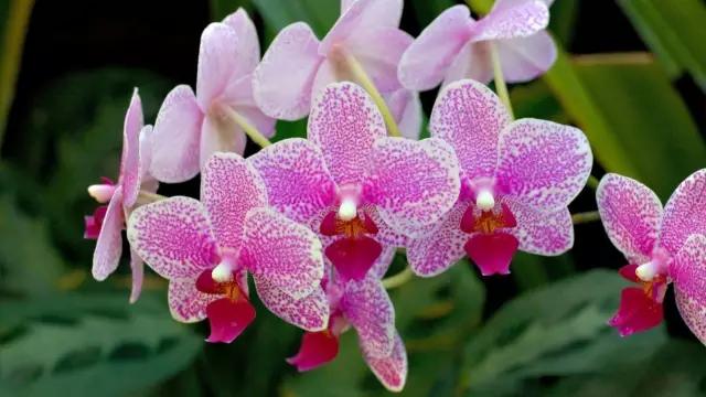 自己养的花不开花怎么回事,为什么我养的花不开花