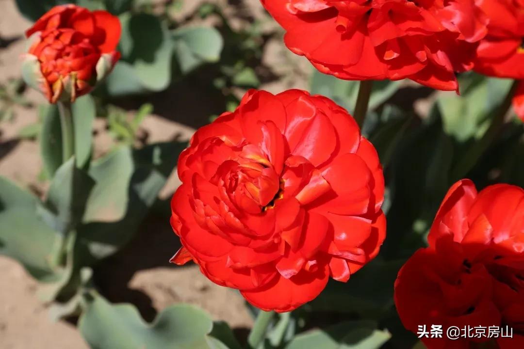 房山区长阳公园郁金香花,房山长阳公园郁金香花开了吗