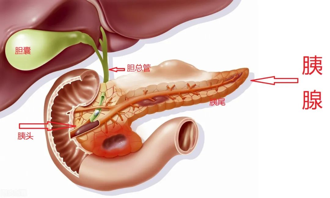 男子肚子疼医生检查傻眼了,男子腹痛检查发现肠子破了