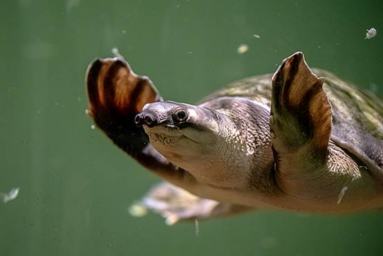 除了大象以外谁的鼻子长,除了大象鼻子长还有谁的鼻子长