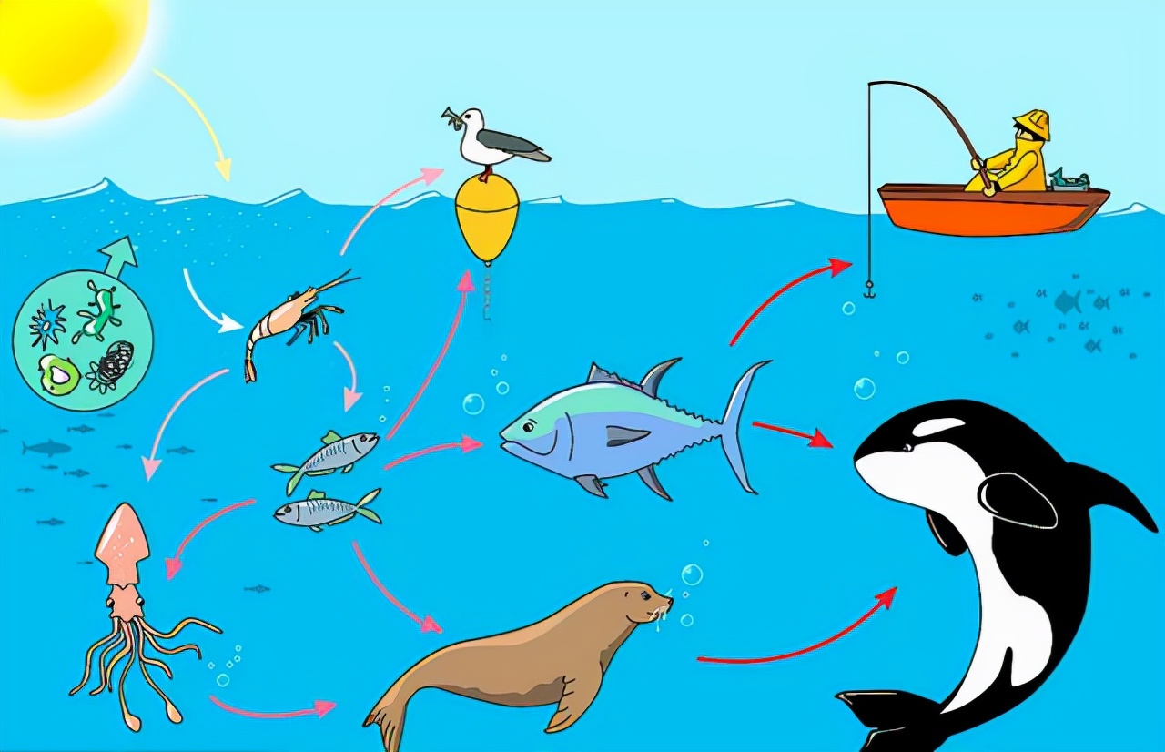 如果苍蝇灭绝对地球有什么影响,假如苍蝇灭绝了世界会变成什么样