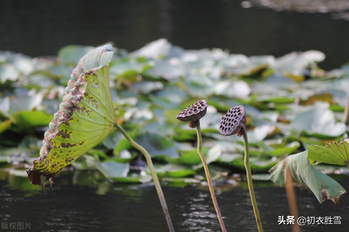 李商隐10首经典诗词鉴赏,李商隐最美的十首诗解读