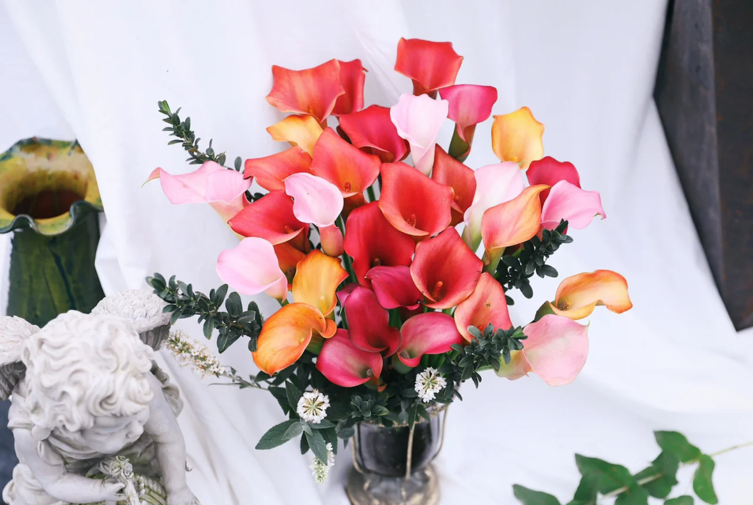 这几种花卉，冬天在家养上几盆，高端大气上档次