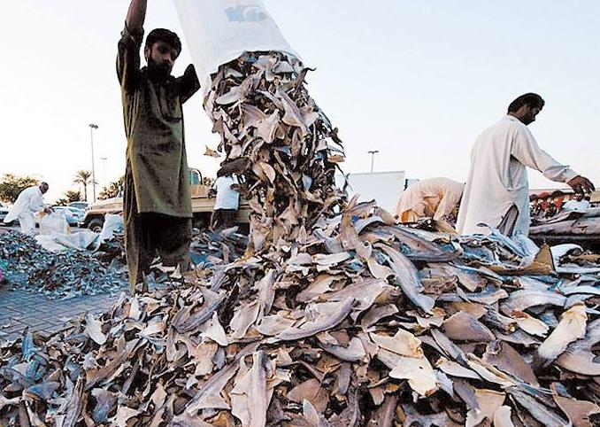 欧美地区禁止割取，在国内却卖400元一碗，市场供不应求