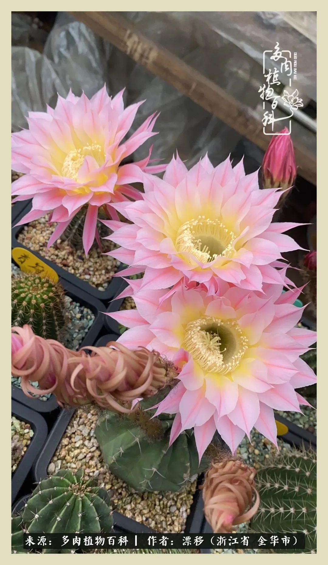 仙人球开花并散发着香味,仙人球花盛开吐露芬芳