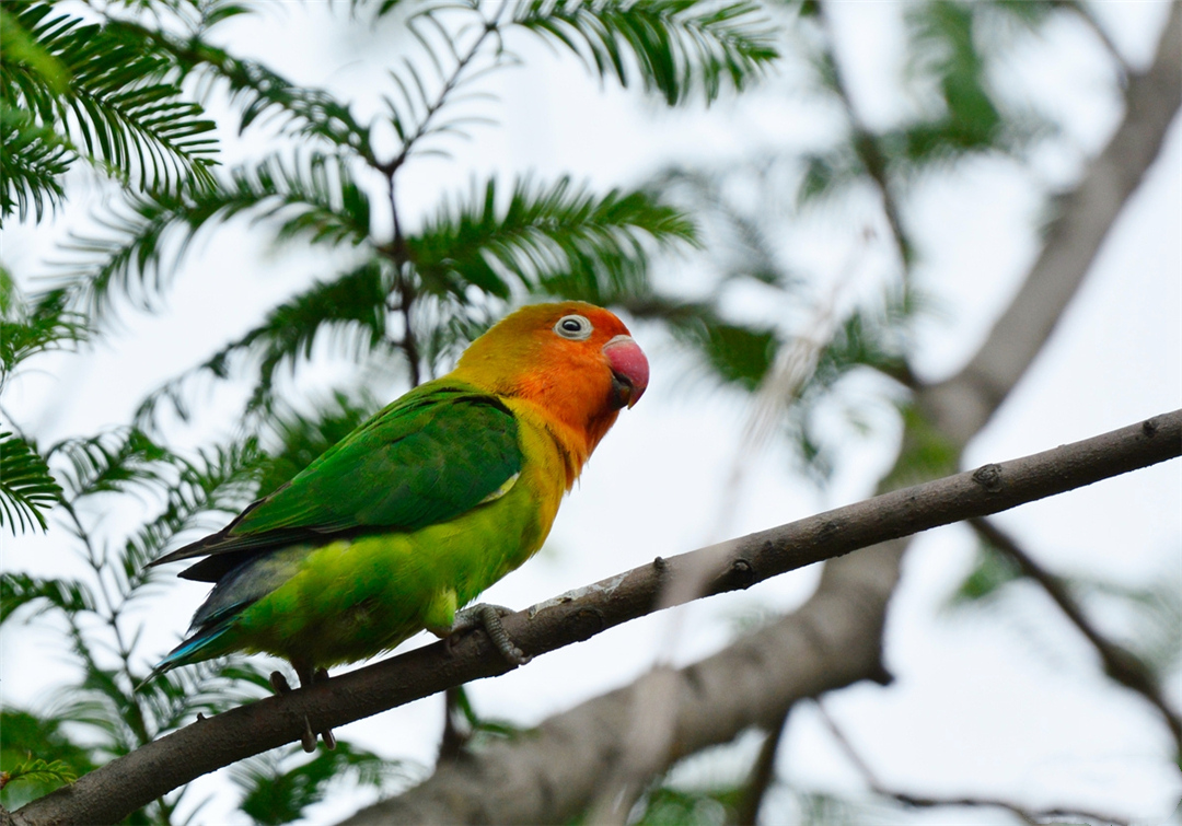 非洲鹦鹉住进仙人掌？从宠物变野生种群，占领一座城市