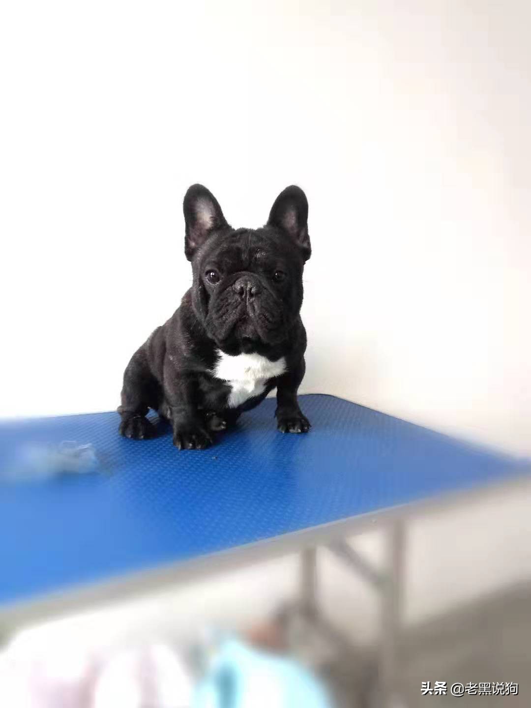 狗狗掉毛一块一块的用什么药,狗狗皮肤变黑掉毛是什么原因