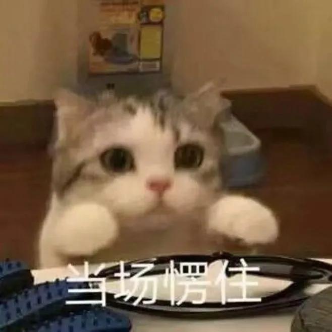 中国猫的雅称,猫生百态包括什么