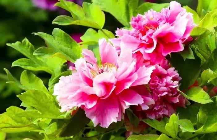 最适合赏花的花,视觉盛宴五种赏花名花供您选择