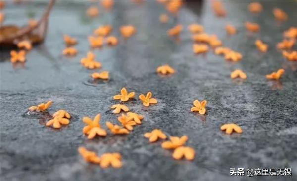 无锡秋游胜地最全推荐,无锡秋游自驾绝佳去处