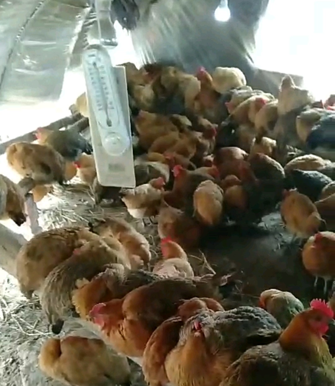 养鸡是什么原因造成花斑肾的，快速治疗的办法在这里