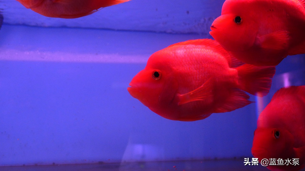 蓝鲨鹦鹉鱼饲养方法视频,饲养鹦鹉鱼要经常换水吗