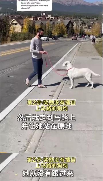 汪星人名字叫什么,汪星人的名字