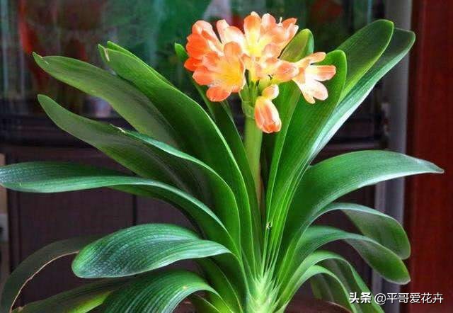 君子兰怎么养才能养得好看开花,君子兰怎么养才能旺盛容易开花