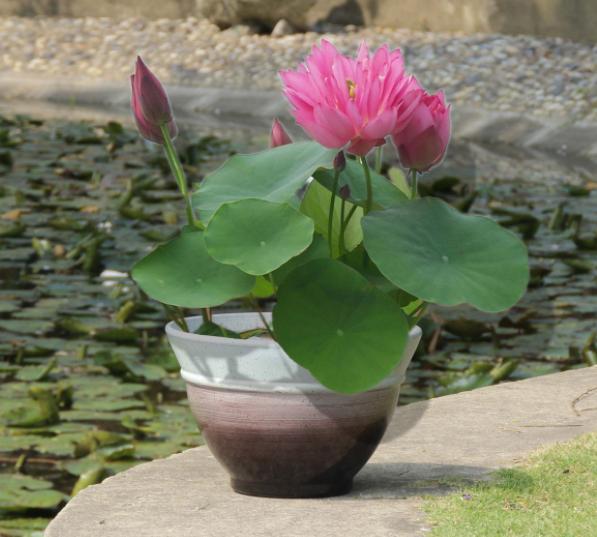 我家的江南风光，小小碗莲，自在清香淡雅，真的好看极了