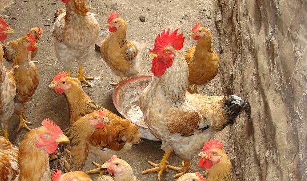 养殖业可以无息贷款吗,养殖业无息贷款相关政策