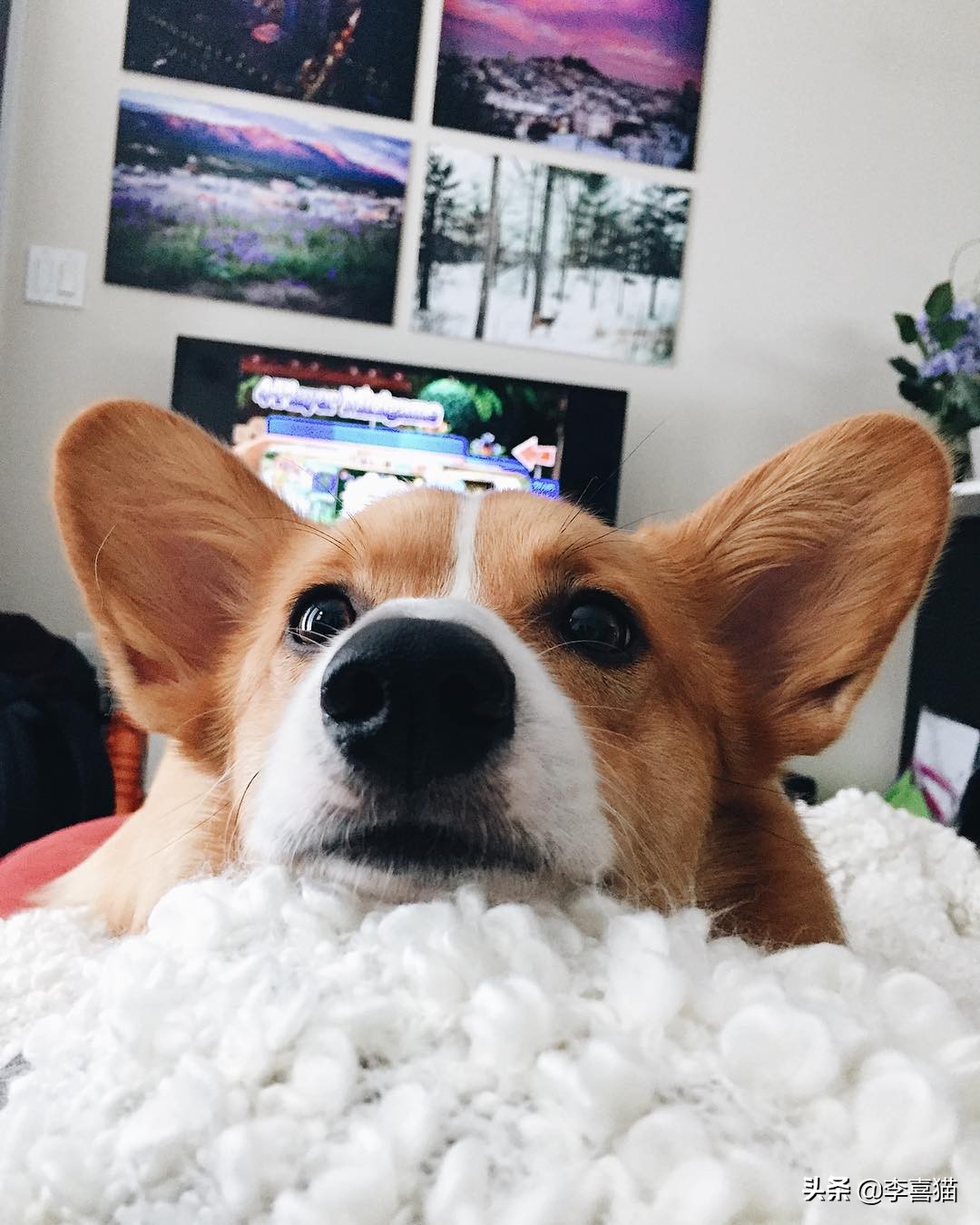 辟谣:并不是所有小型犬都不追求运动量,小短腿柯基就很需要运动