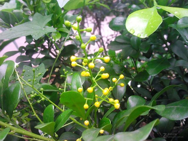 米兰掉叶子的原因和解决方法,米兰花掉叶子怎么办视频讲解