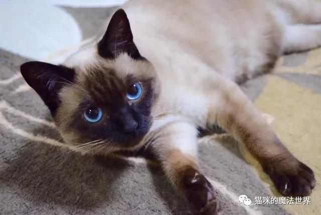 猫咪品种大盘点3:暹罗猫