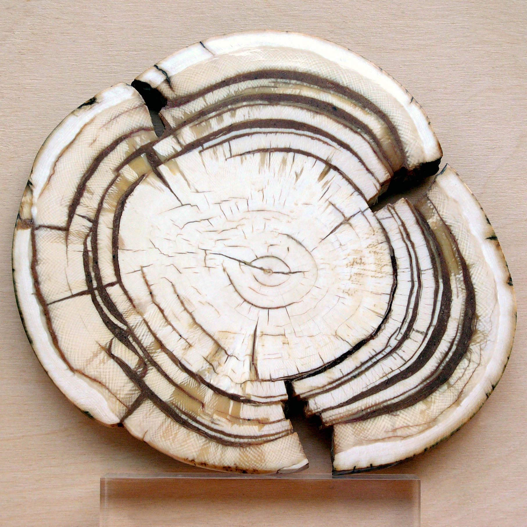 喜欢猛犸象的人,猛犸牙教程