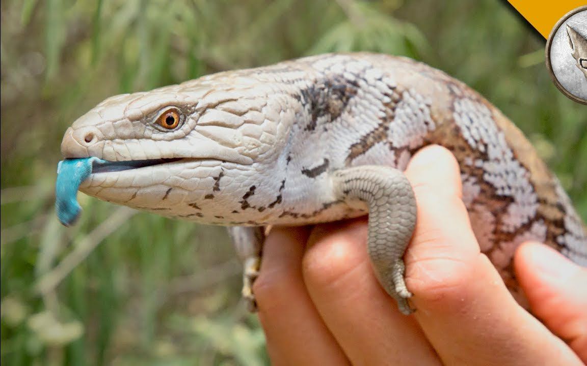 它徒有其表,看起来不好惹其实内心是个小软妹——蓝舌石龙子