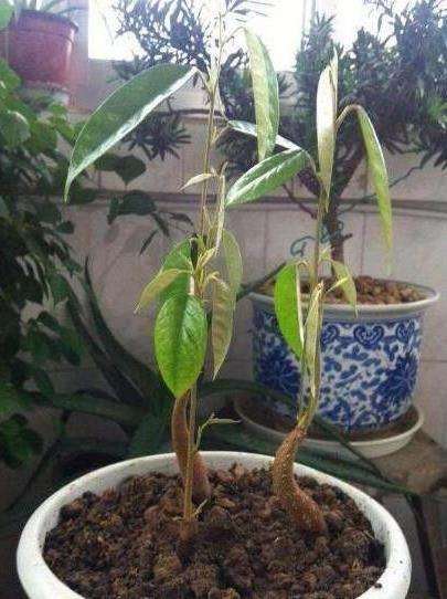 榴莲核泡在水里为什么会裂开,榴莲的核能泡发芽吗