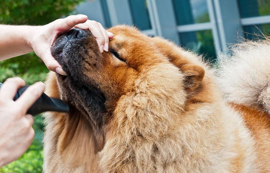 为什么大家不养可卡犬,为什么大家不愿意养宠物