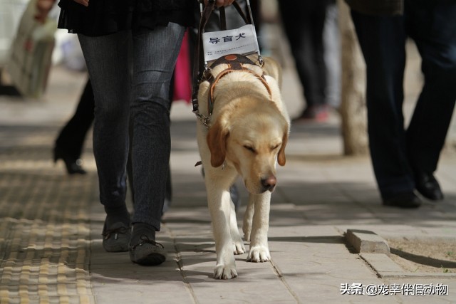 可以当导盲犬的有哪几种狗呢,哪些品种的狗狗成为导盲犬